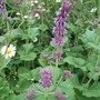 Salvia vercillicata 'Purple Rain' (Salvia nemerosa)