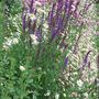 Salvia nemorosa in the top border. (Salvia nemerosa)