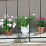 Some of my flowers seen from the opposite balcony.