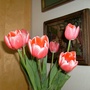 Gorgeous red tulips with white tips. 