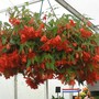 Red_basket_ayr_06