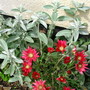 Stachys and Arctotis (Stachys byzantina)