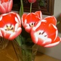 Close-up of the tulips. 