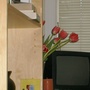 Tulips peeking from behind the bookcase. LOL 
