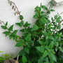 Phygelius (Phygelius Capensis)
