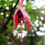 fuschia