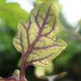 Copy_of_garden_162