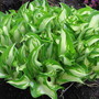 Koreana (Hosta undulata)