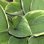 Hosta "Aureomarginata"