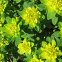 euphorbia (Euphorbia hyberna (Irish Spurge))