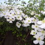 Clematis montana "Alba"
