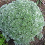 silver mound (Artemisia schmidtiana (Mugwort))