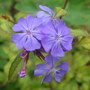 Ceratostigma_bloom