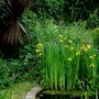 In My Garden - The pond in June 2008