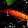 In My Garden - Pond Life