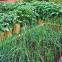 In My Garden - Front Garden Vegetable Raised Beds