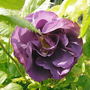 Blue Moon Rose