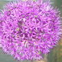 Alium