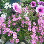 A garden flower photo