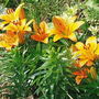 Lillies