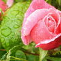 raindrops and roses