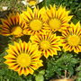 Gazanias