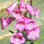 Foxglove