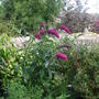 Buddleja in bloom! (Buddleja davidii)