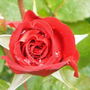 Red Rose and raindrops.