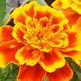 Marigold..