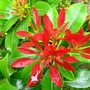 Forest Flame (Pieris)