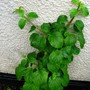 Climbing Hydrenga (Hydrangea anomala)
