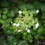 Hydrangea Petiolaris [Climbing Hydrangea] Bloom 06.08 (Hydrangea petiolaris   (Vistabile))