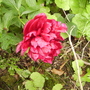 Paeony's first bloom 06.08 (Paeonia lactiflora (Shenstone))