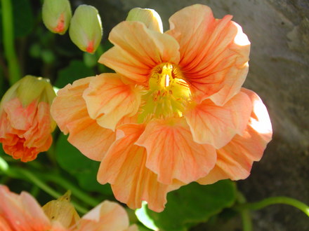 Nasturtium (Nasturtium)