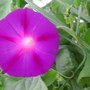 Morning_glory_bloom