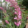 Salvia__pink_friesland_