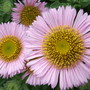 Erigerons (Erigeron aureus (Fleabane))