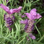 Lavandula stoechas (French lavender)