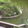 Compressed_heron_by_pool