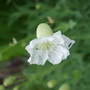 Silene_maritima