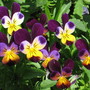 johnny jump ups (viola odorata, viola tricolor)