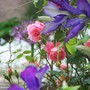 A garden flower photo