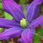 A garden flower photo