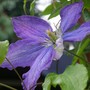 A garden flower photo