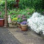 A garden flower photo