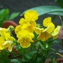 A garden flower photo