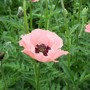 A garden flower photo
