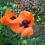 A garden flower photo