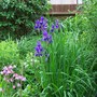 A garden flower photo